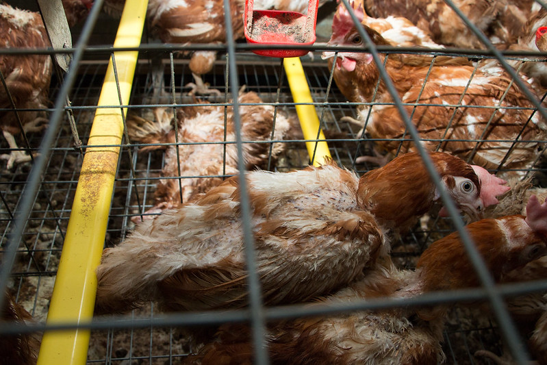 La barquette de poulet, la mondialisation capitaliste et la lutte des classes